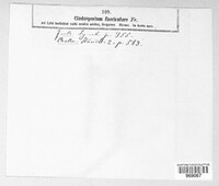 Cladosporium fasciculare image